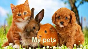 My Pets