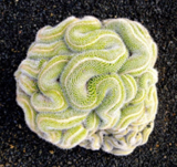 02004biu-56c9-160x151.png