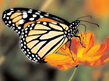 02004blk-a068.png