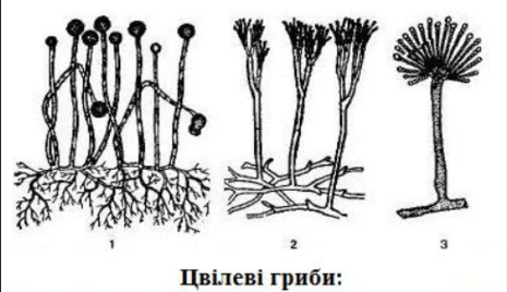 02004bsy-745d-465x268.png