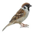02004caw-462f.png