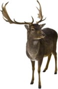 02004dj0-3ae9-116x177.png