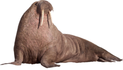 02004djk-b920-253x144.png