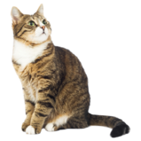 02004dp4-d21c-159x159.png