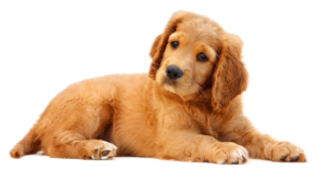 02004dp8-7e14-293x170.png