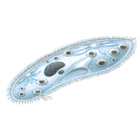 http://interactive.ranok.com.ua/userfiles/questions/tmb/b3c7d9c7bf0c8e10632b9af3ce8774eb.png