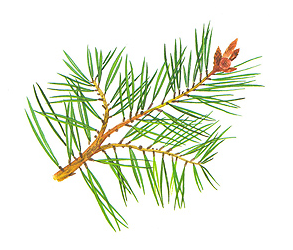 02004e53-9b02-293x250.png