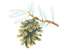 02004e58-04ea-271x197.png