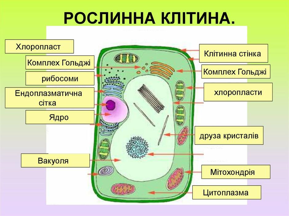 02004fab-bd19-940x704.jpg