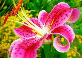 02004fi9-1f79-267x188.jpg
