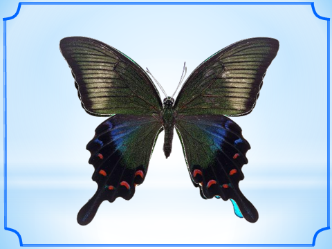 02004fsj-570c.png