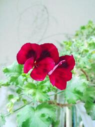 02004fw3-d859-190x254.jpg