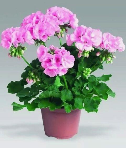 02004g8t-ca06-480x565.jpg
