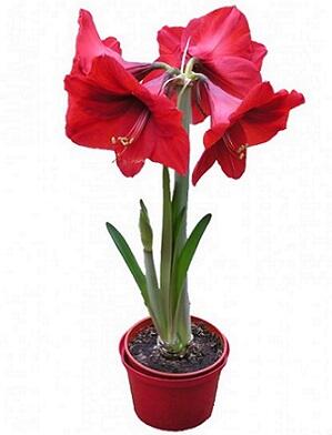 02004ga2-79e3-299x392.jpg