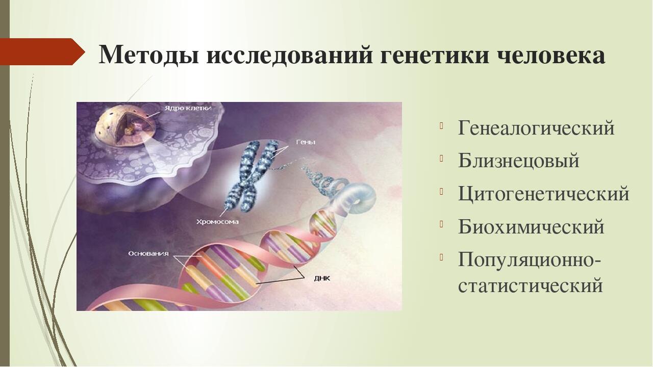 Близнецовый метод генетики картинки