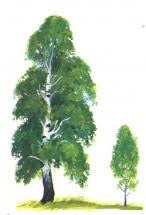 02004gsq-c096.jpg