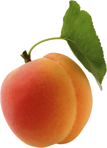 02004gv3-9472.png