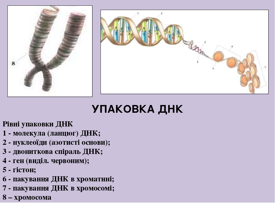 Особенности клонирования днк по типу in vivo