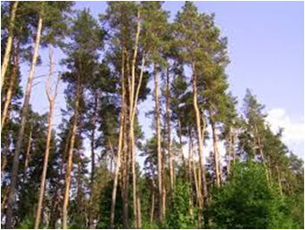02004ilq-5634.png