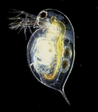 02004j27-4f50-98x112.png