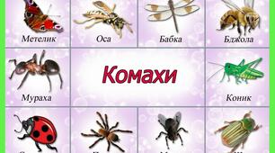 Тестові  завдання  з  теми "Клас Комахи. Загальна  характеристика класу. Різноманітність  комах"