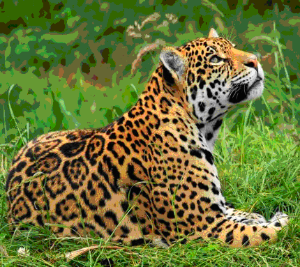 02004kbu-fd03-430x383.png