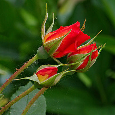 02004l98-902c.jpg