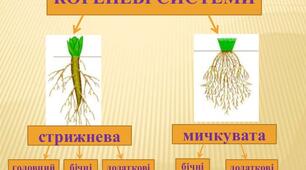 "Корінь, кореневі системи, видозміни коренів", 6 клас