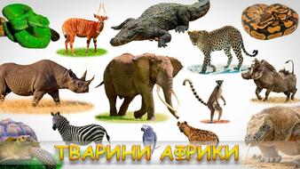 02004moj-0477-338x190.jpg