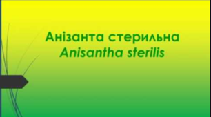 Відеоролик "Анізанта стерильна  (Anisantha sterilis)"