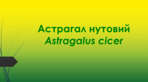 Відеролик "Астрагал нутовий (Astragalus cicer)"
