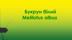 Відеоролик "Букрун білий  (Melilotus albus)"