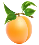02004nor-a739-135x153.png