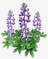 02004nsb-d538-161x199.png