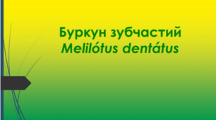 Відеоролик "Буркун зубчастий   (Melilótus dentátus)"