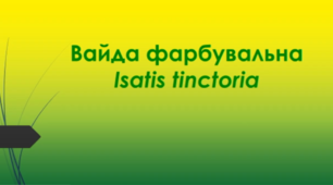Відеоролик "Вайда фарбувальна (Isatis tinctoria )"