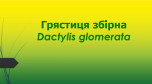 Відеоролик "Грястиця збі́рна (Dactylis glomerata )"