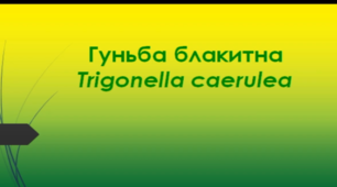 Відеоролик "Гуньба блакитна (Trigonella caerulea) "