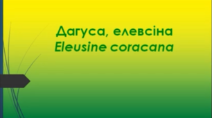 Відеоролик "Дагуса, елевсіна (Eleusine coracana)"