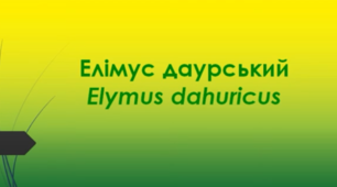 Відеоролик "Елімус даурський (Elymus dahuricus )"