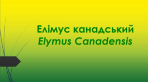 Відеоролик "Елімус канадський (Elymus Canadensis )"