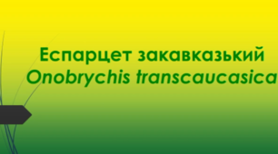 Відеоролик "Еспарцет закавказький (Onobrychis transcaucasica )"