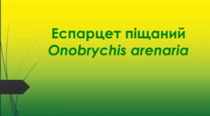 Відеоролик "Еспарцет піщаний (Onobrychis arenaria)"