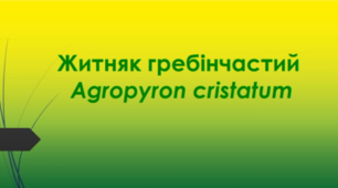Відеоролик "Житняк гребінчастий  (Agropyron cristatum) "