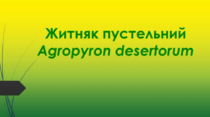 Відеоролик "Житняк пустельний (Agropyron desertorum)"
