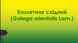 Відеоролик "Козлятник східний (Galega orientalis Lam.)"