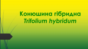 Відеоролик "Конюшина гібридна  (Trifolium hybridum)"