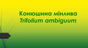 Відеоролик "Конюшина мінлива (Trifolium ambiguum )"
