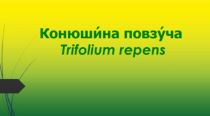 Відеоролик "Конюши́на повзу́ча  (Trifolium repens)"