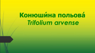 Відеоролик "Конюши́на польова́   (Trifolium arvense )"
